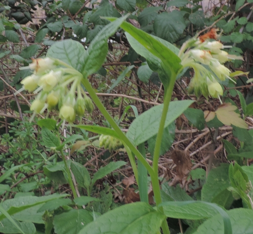 Symphytum bulbosum (Boraginaceae)